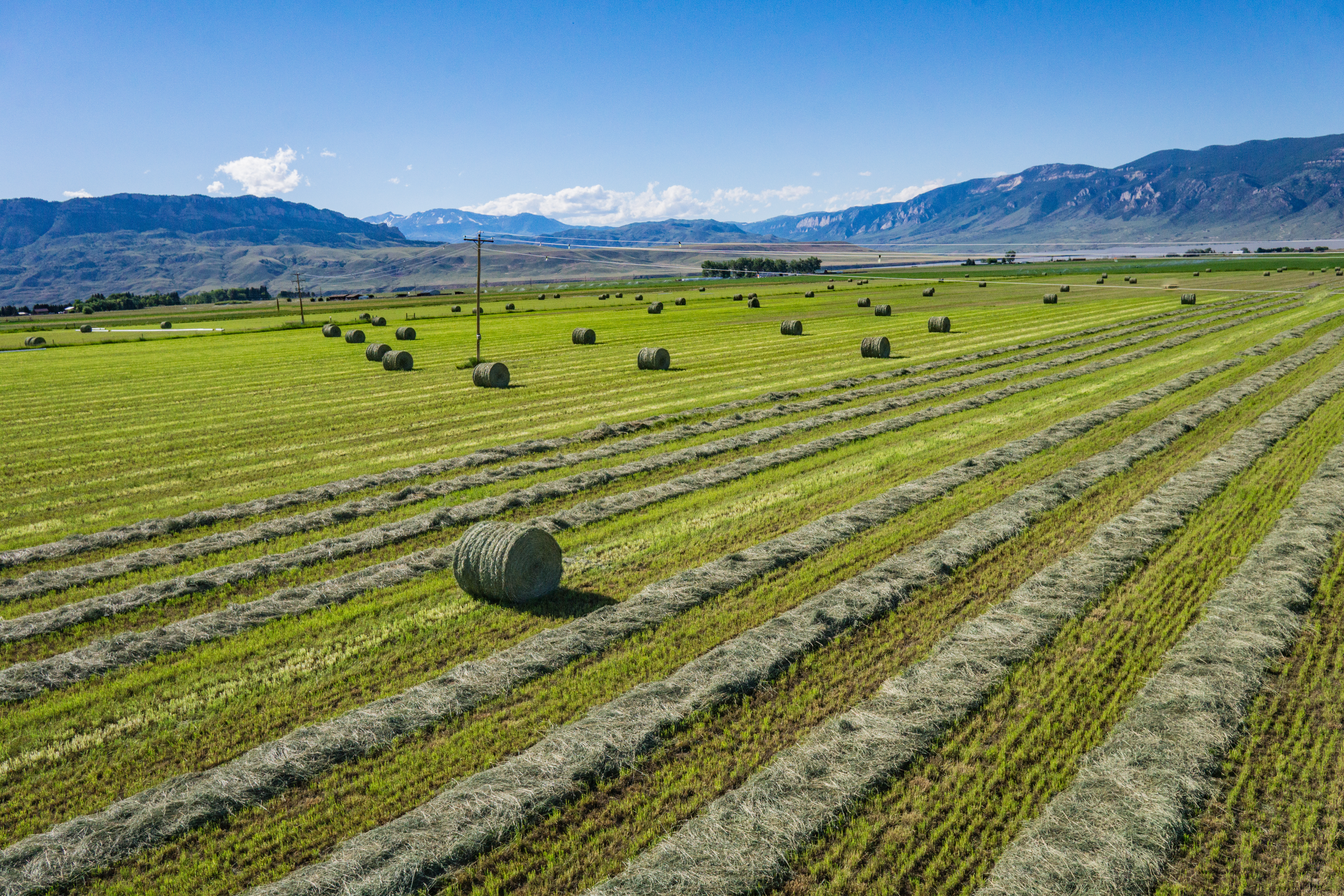 Hayfield