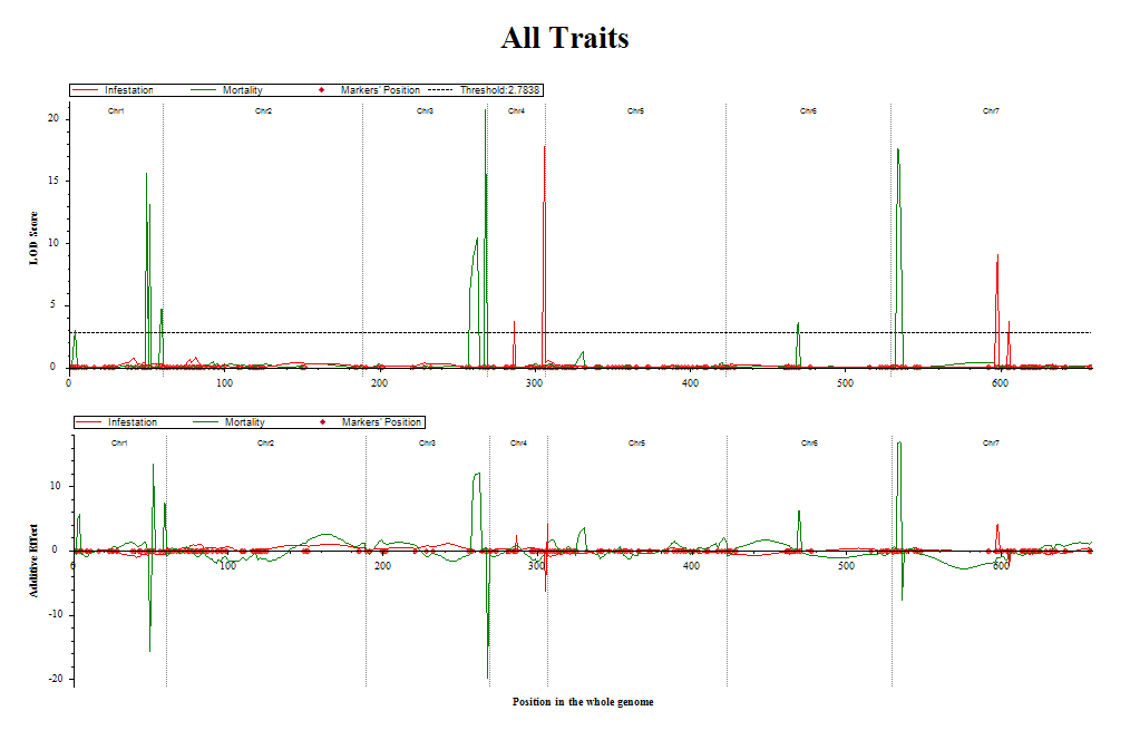 Figure showing QTL association with WSS infestation Hollow stemmed barley