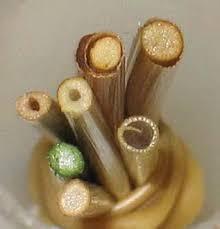 Solid stemmed wheat
