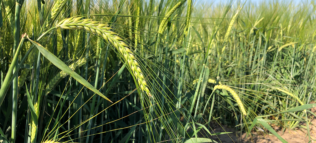 Two row barley growing at Montana State University
