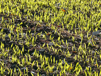 barley germinating in the field