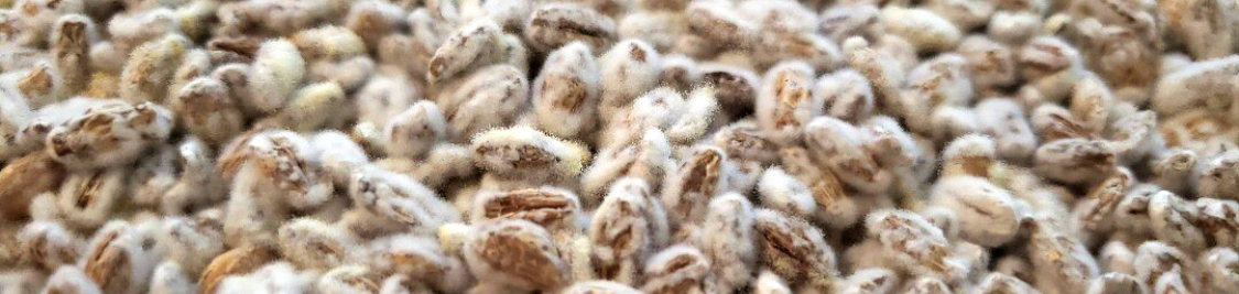 koji barley