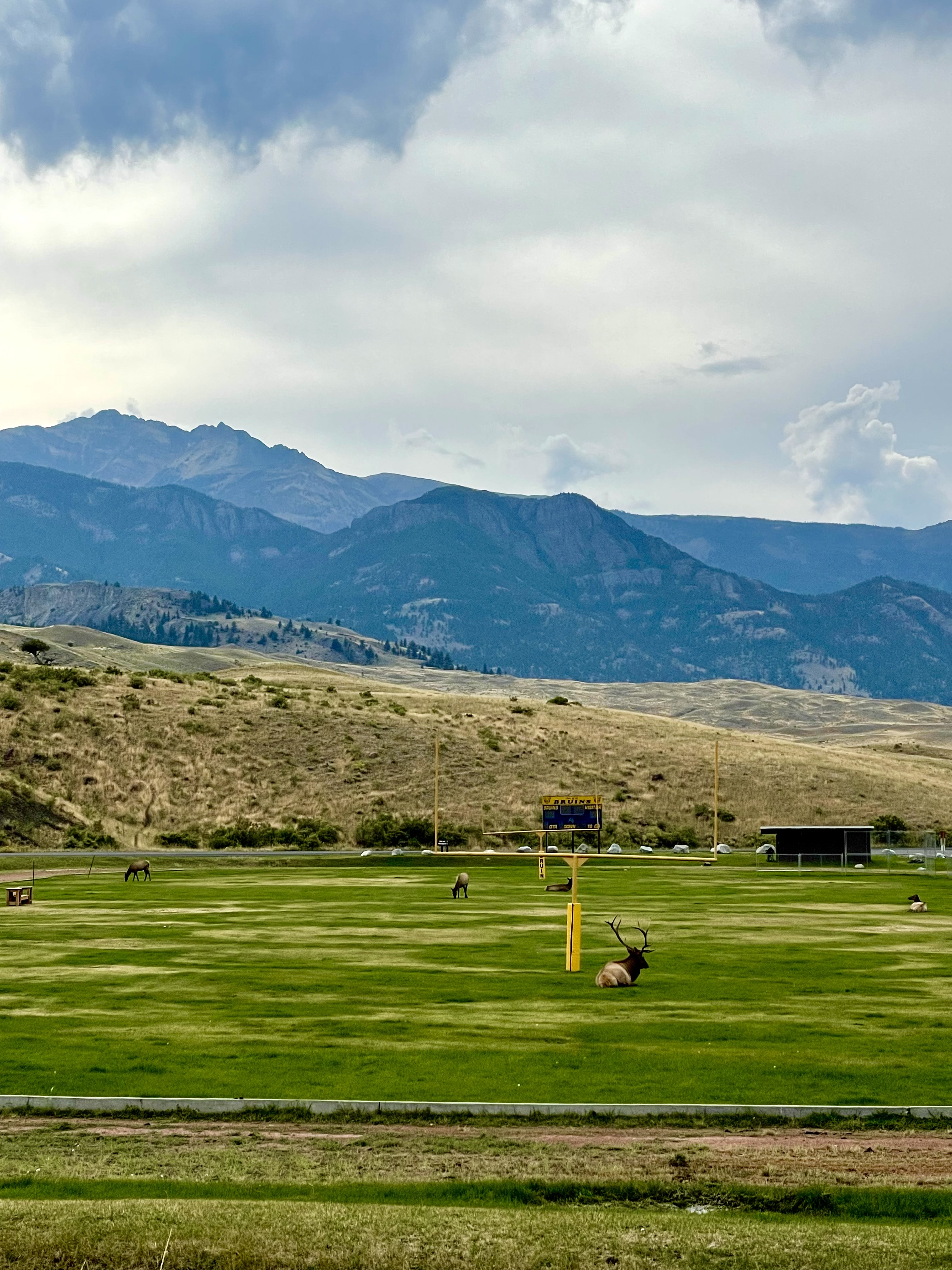 elk on football field elk on football field