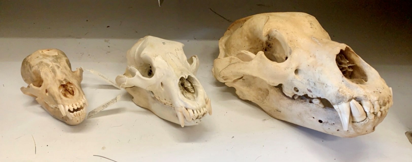 Grizzly Skulls grizzly skulls