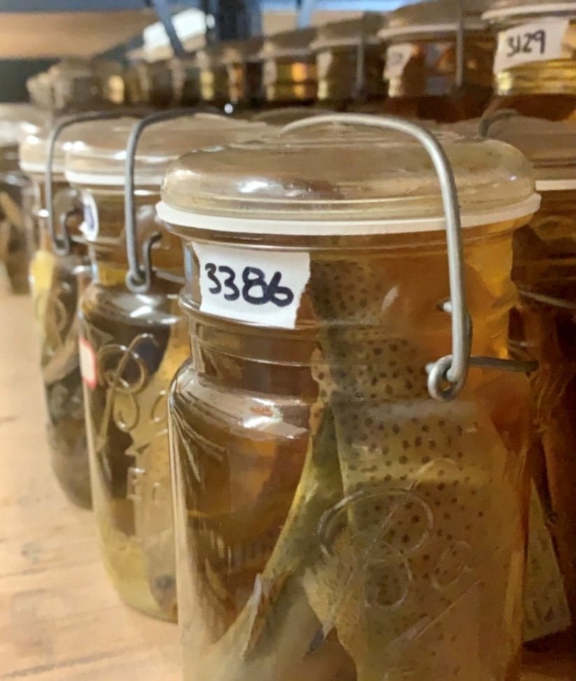 Trout jars Trout jars