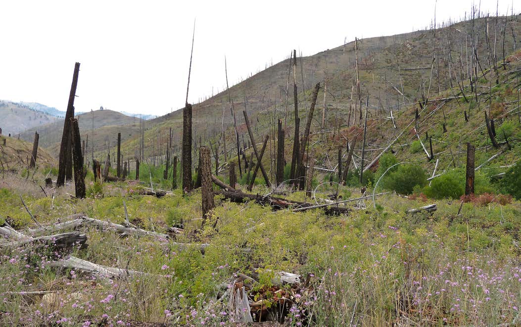 Image showing the Bitterroot fire areas converted to gangly brush-fields and grasslands.
