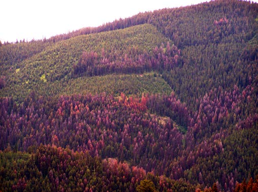 A hillside with a mix of green, normal trees and pink and red impacted trees.