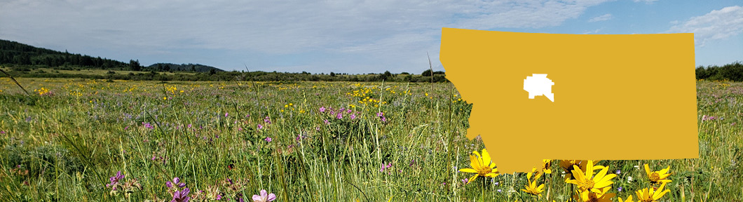 Cascade banner Field of wildflowers with outline of Montana map overlaying it