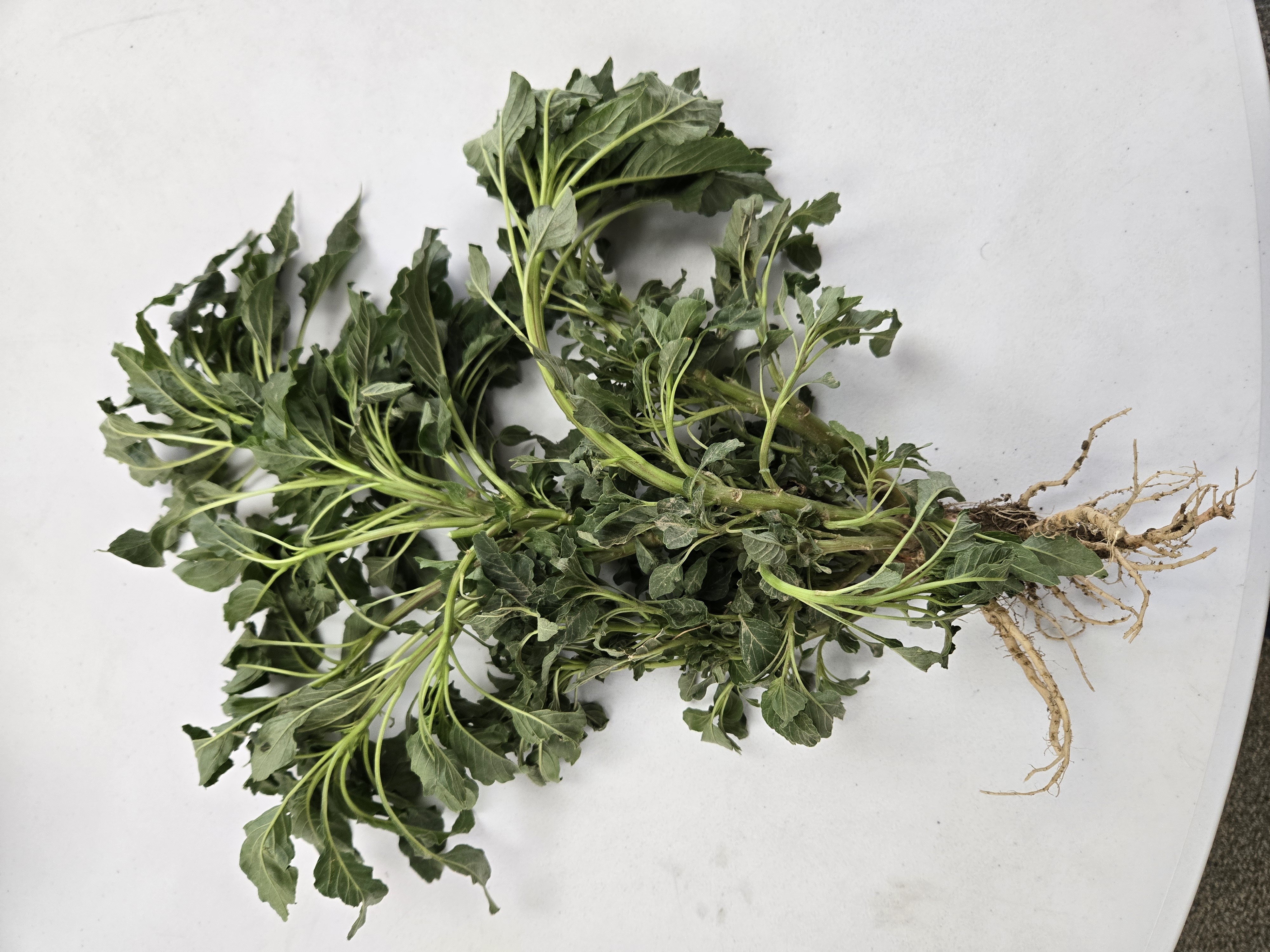 Palmer Amaranth