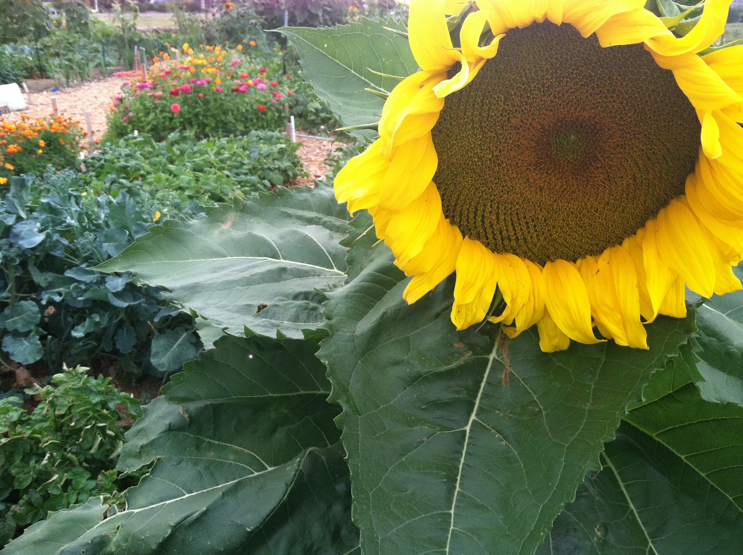 Sunflower
