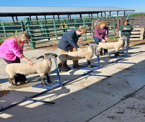 Wool Judging youth checking lambs for muscle make up