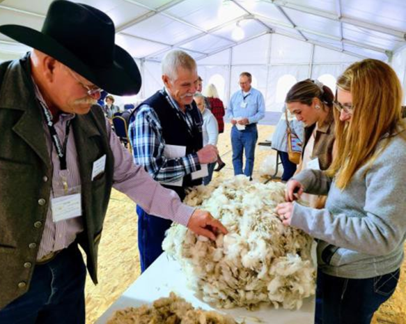 Wool judging table Wool judging table with judges examining layers of sheered wool