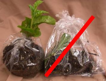 Figure 1 Figure 1: Photo of two plants in plastic bags, one fully wrapped, the other only around the roots