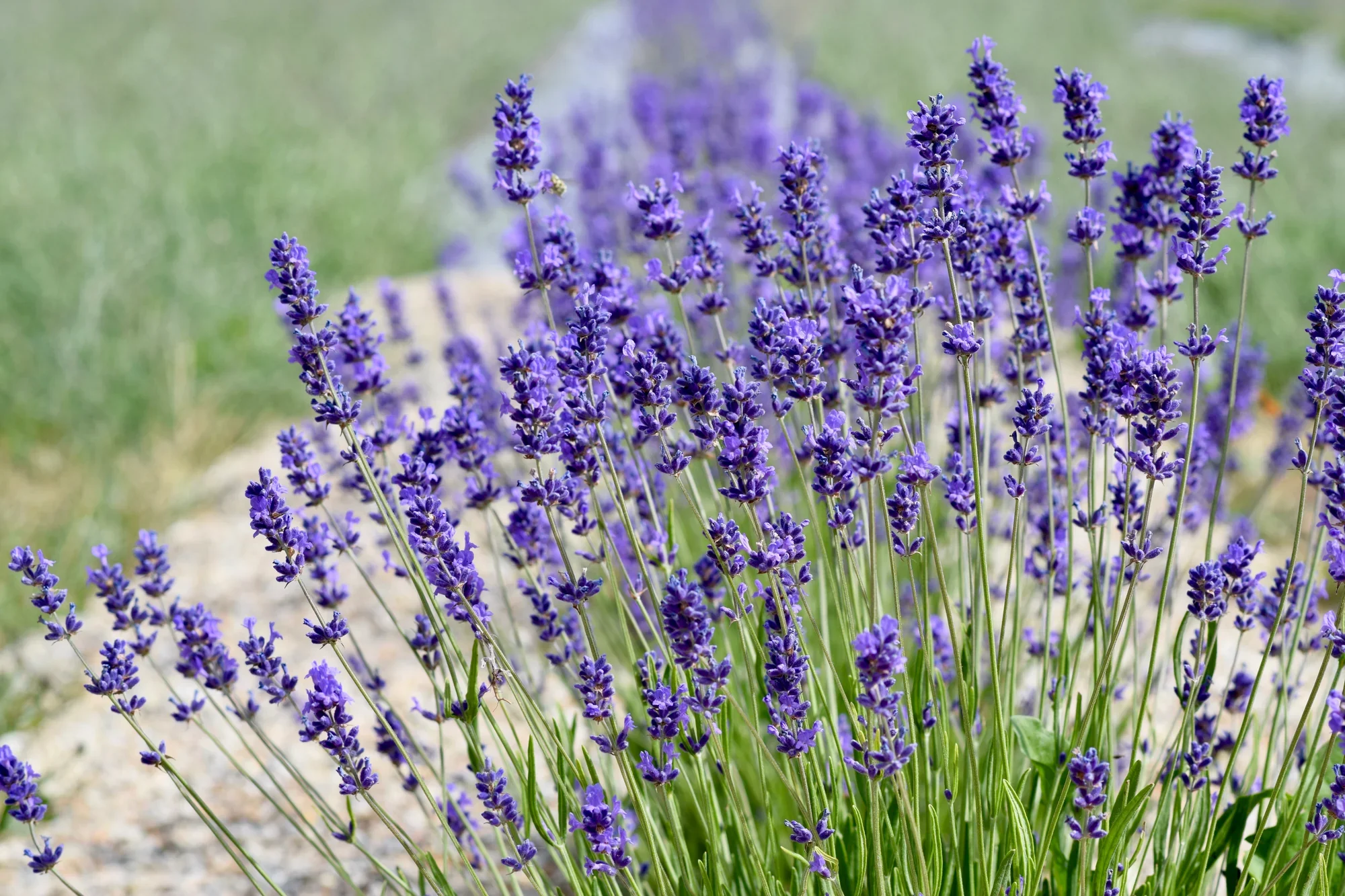 Lavender Field Lavender Field