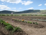 Elmo Garden rows of plants in a valley