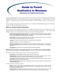 Guide to Forest Aesthetics in Montana