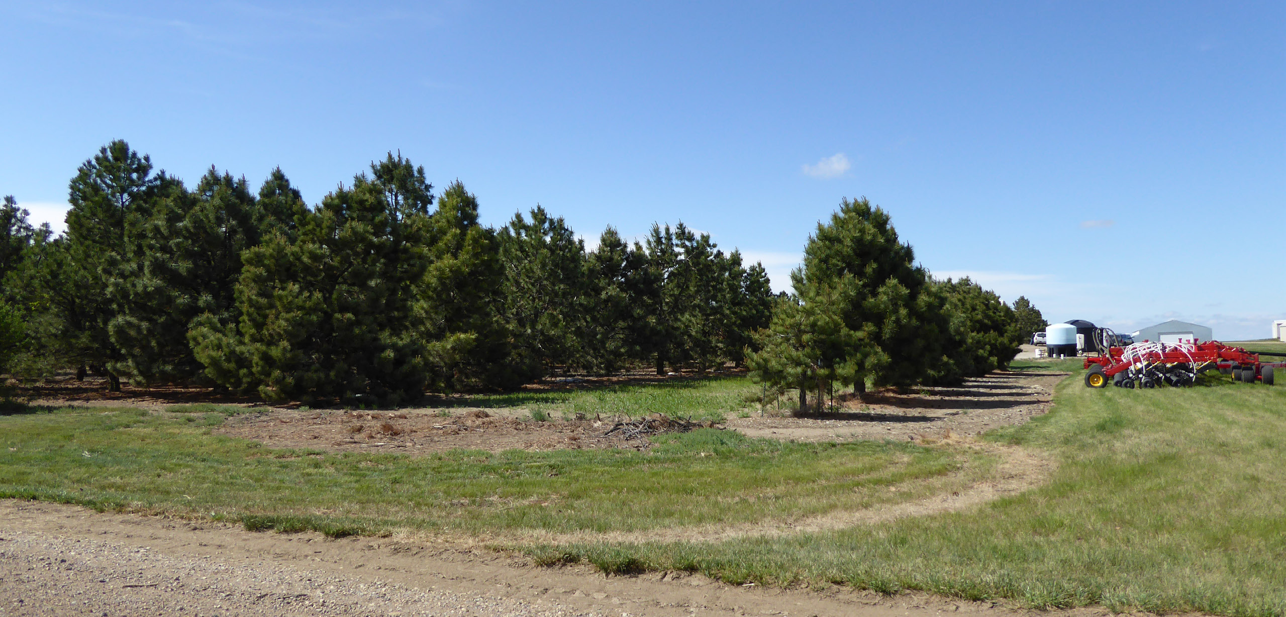 Several dense rows of tall conifer trees stand next to a field with farm equipment.