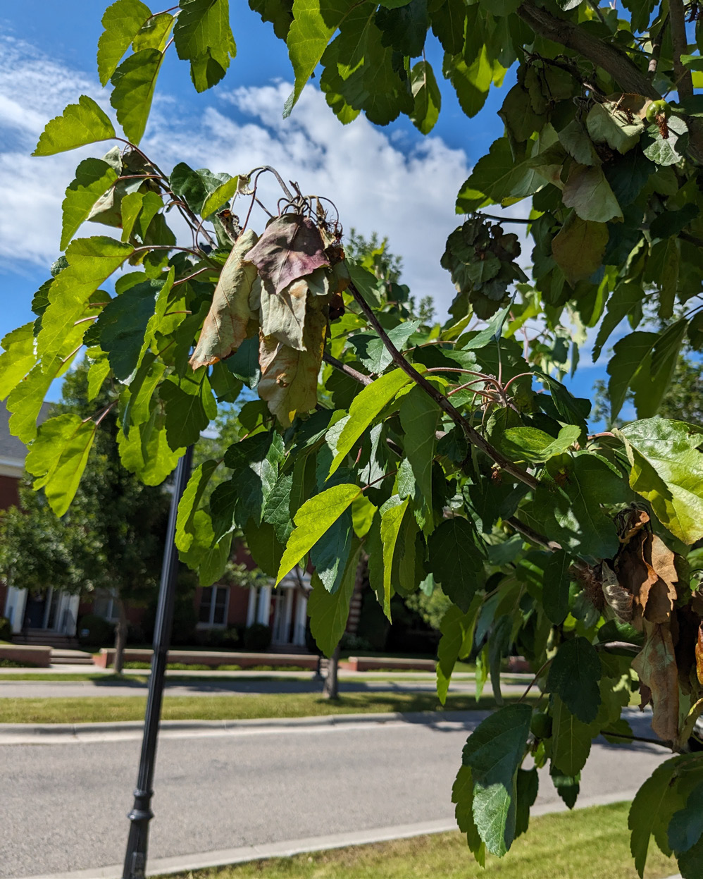 Prune dead, diseased or damaged branches first. Diseased tree branch