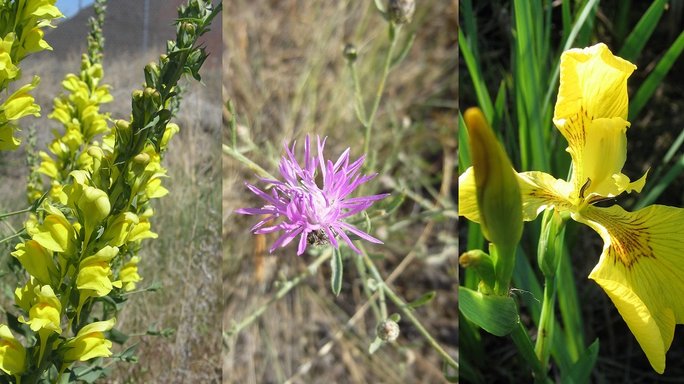 Examples of noxious weeds dalmatian toadflax, spotted knapweed, yellowflag iris