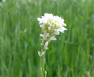 Hoary alyssum flower flowering hoary alyssum stem with seed pods