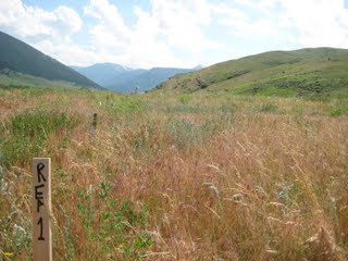 cheatgrass marked cheatgrass field
