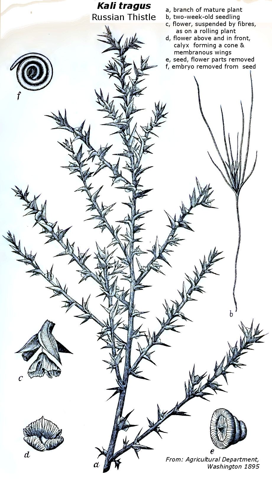 Russian thistle Illustration of growth stages that are described in the article