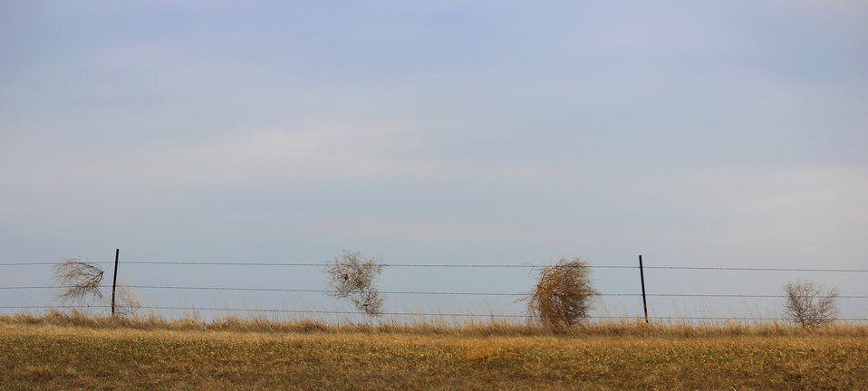 Kochia "tumbleweeds" Photo of kochia tumbleweeds caught in a fence.
