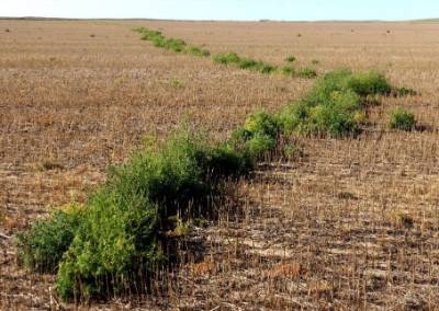 Trail of herbicide resistant kochia in Montana farm field MSU Extension photo of herbicide resistant kochia