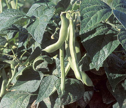 Snap Beans Photo of a bean plant