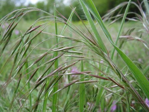 Cheatgrass Cheatgrass