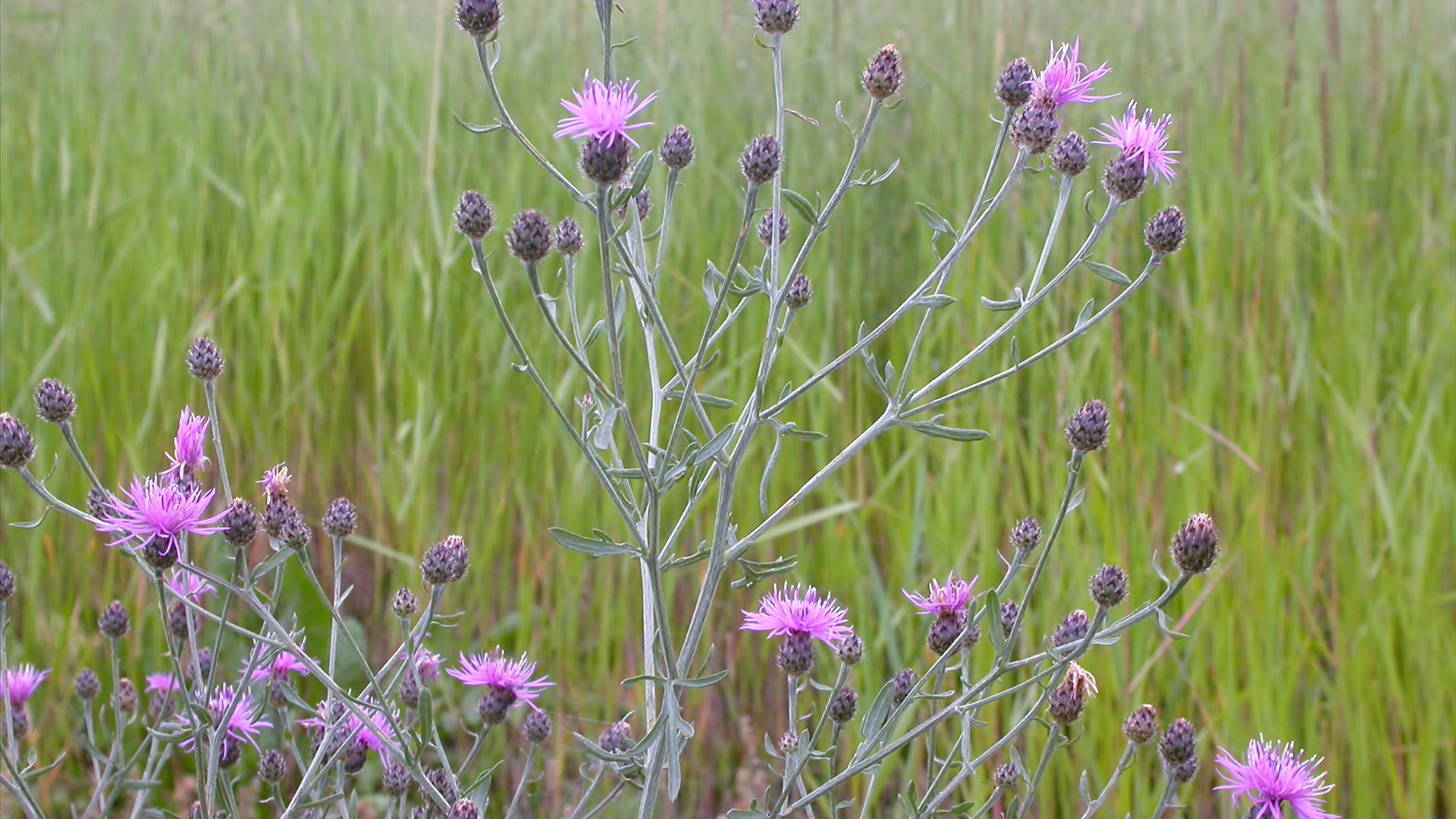 Knapweed Knapweed