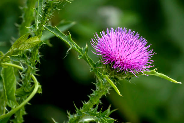 Russian Thistle Russian Thistle
