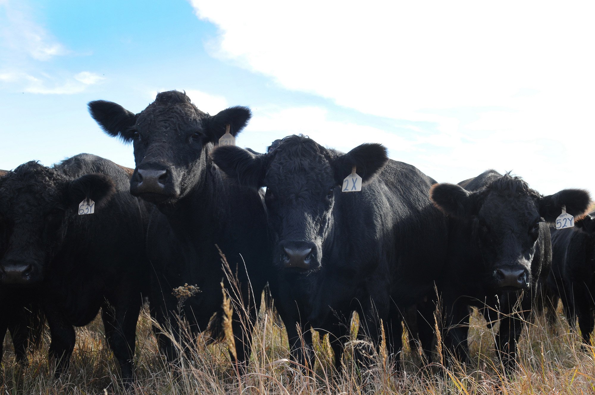 Beef Cattle Beef Cattle