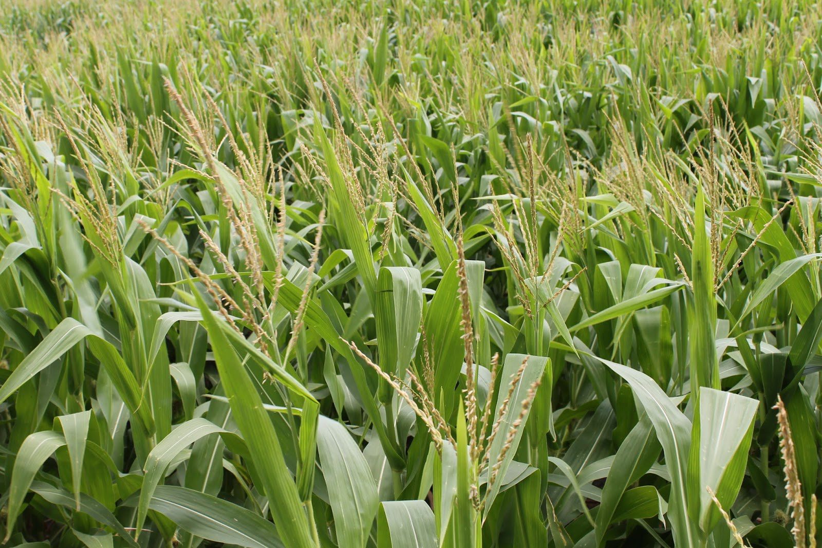 Corn Corn