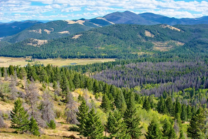 Montana Forest Lands Montana Forest Lands