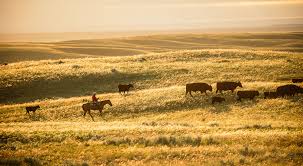 Cattle Grazing Cattle Grazing