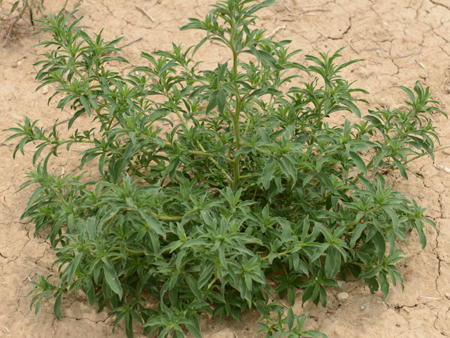 Kochia Kochia