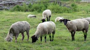 Sheep Grazing Sheep Grazing
