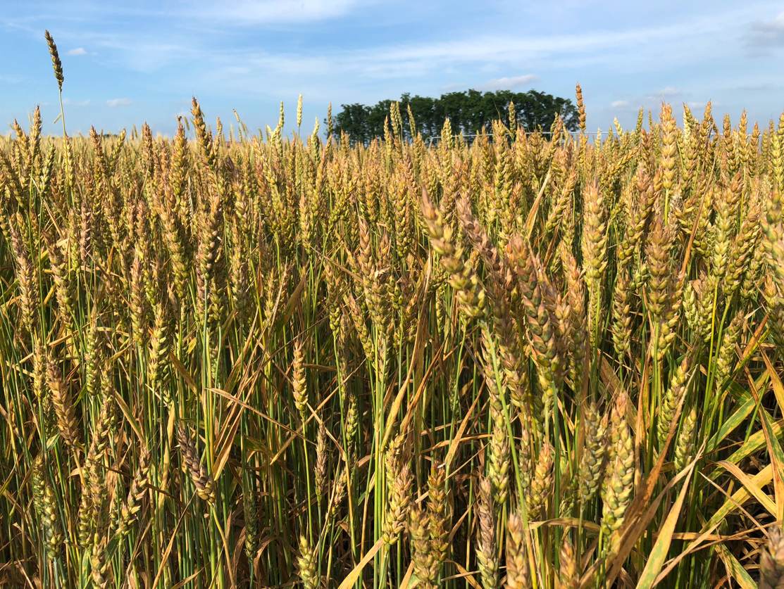 Winter Wheat Winter Wheat