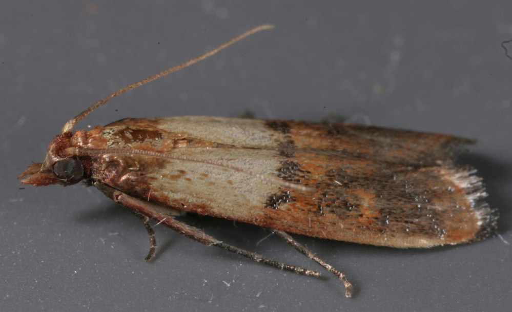 indian meal moth