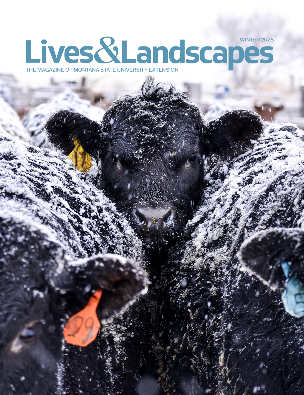Black cows stand huddled together and are covered in snow.