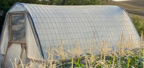 Homemade high tunnel A high tunnel made of hog wire fencing and plastic sheeting.
