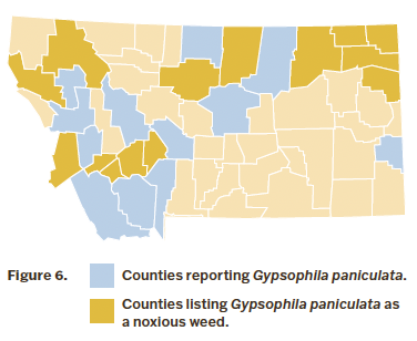 A simple map of Montana organized by color into counties reporting babys breath (blue on map) and counties listing it as a noxious weed (yellow on map).