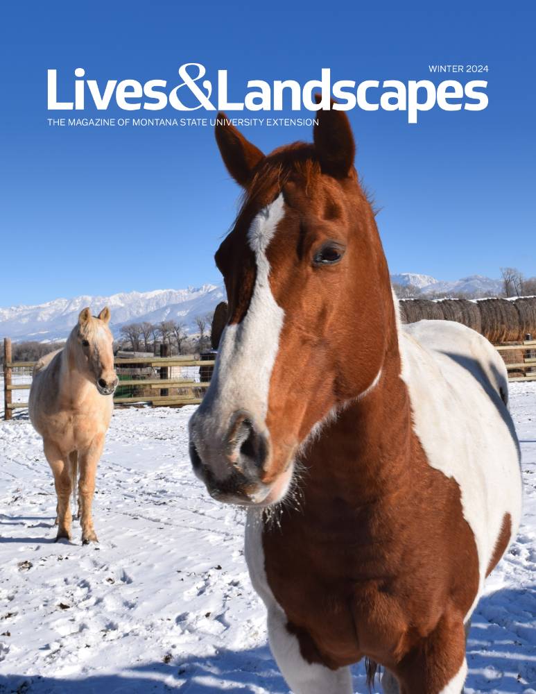 Two horses stand in a snow-covered corral and are looking at the camera. The closer horse is brown and white, the farther horse is tan. Hay bales and snow-covered mountains are visible in the background.