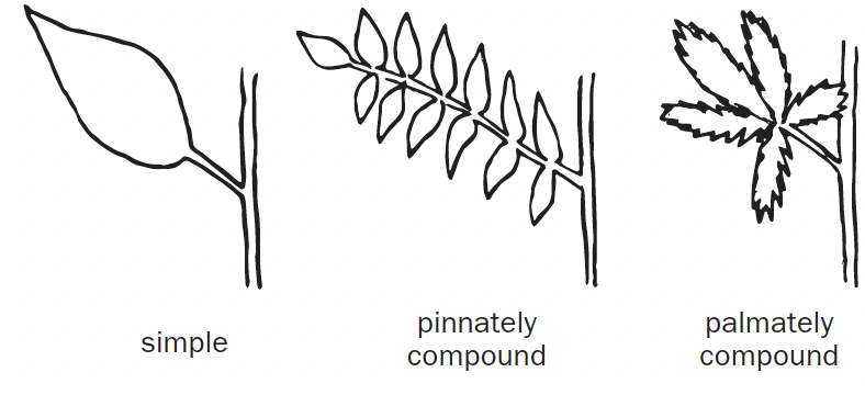 Three leaf type drawings sit next to one another. The left is a simple leaf type with one big, whole leaf sprouting from the stem. The middle is a pinnately compound leaf type with the leaf divided into smaller leaflets, those leaflets arranged on each side of the leaf's central stalk. The right is a palmately compound leaf type with the leaflets forming from a single point of attachment.