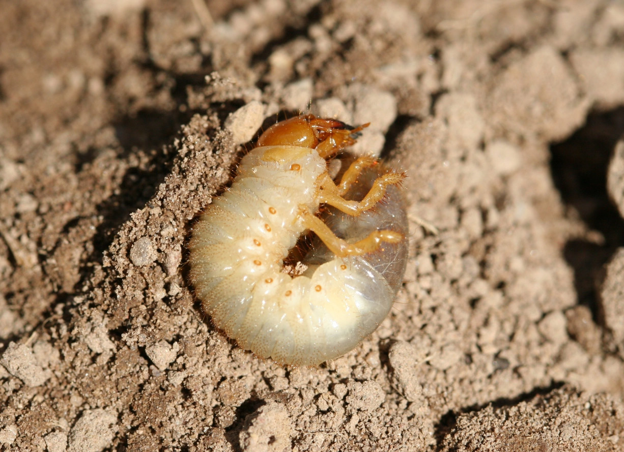 The may beetle larva is a small white grub with a yellowish-brown head and legs, and translucent tail end.