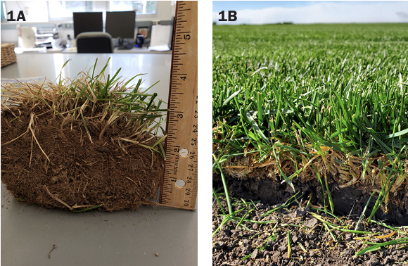 Figure 1A shows a clump of soil with sparse grass growing out of it, and a ruler indicating 3 inches of thatch. Figure 1B shows a healthy green stretch of grass with 1/2-inch of thatch where it was dug to show the cross section.