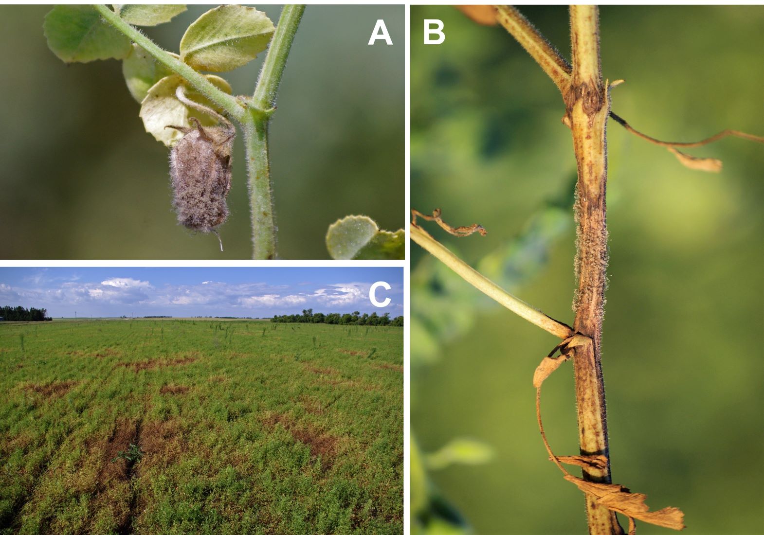 Botrytis gray mold
