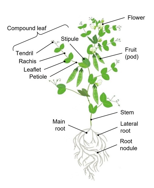 Diagram of plant parts