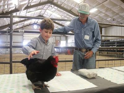 4-H volunteer and member looking at a chicken.
